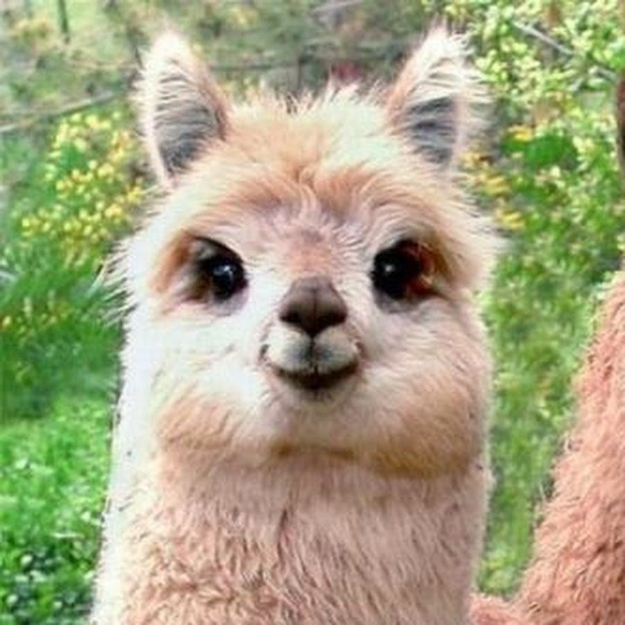 Упоротая лама