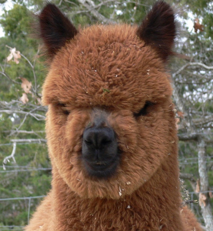 Злая альпака лама
