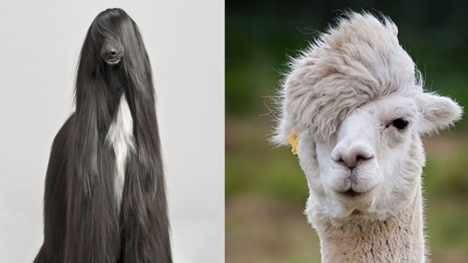 Животное с прической