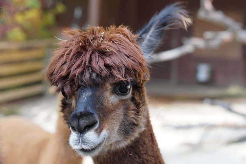 Лама с челкой