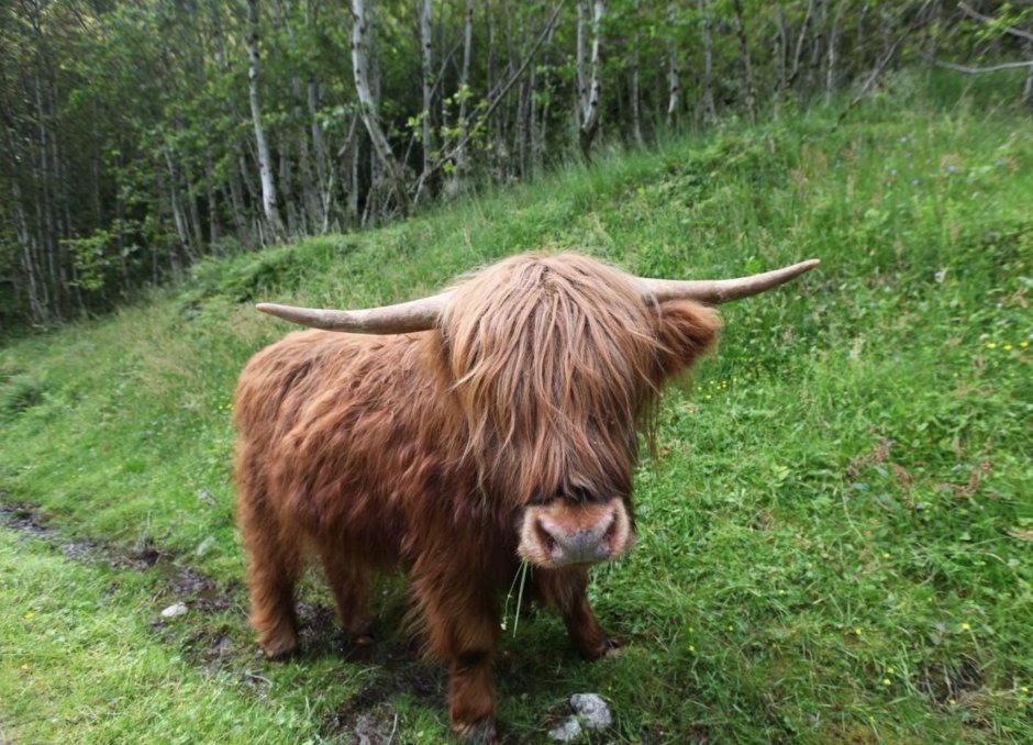 Животное с ровной челкой