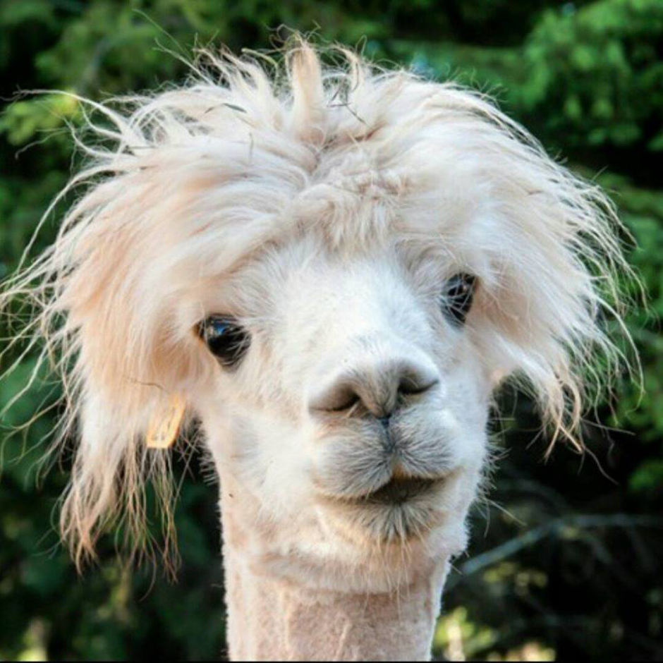 Стриженная лама