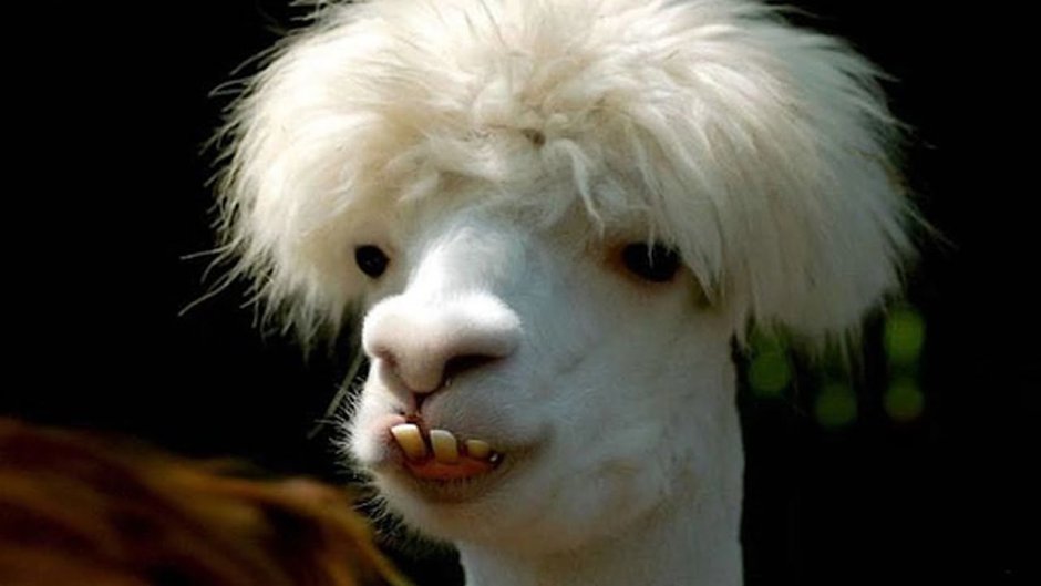 Scottish Highlands Cows