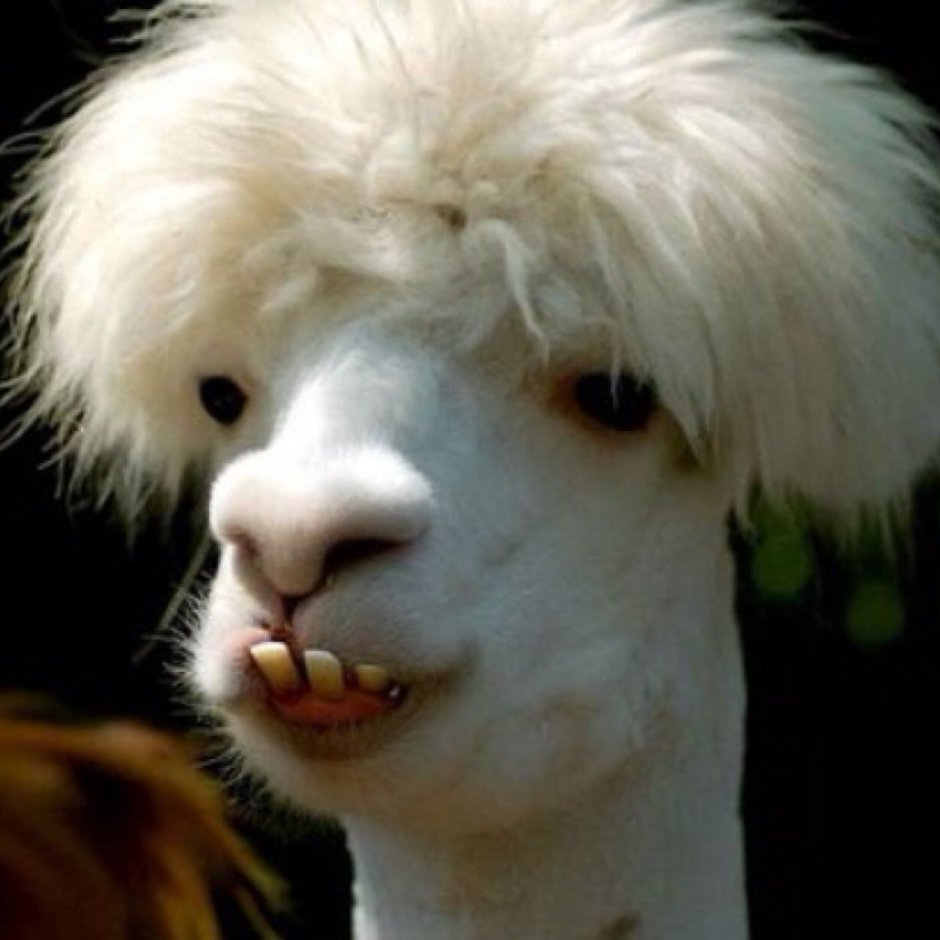 Кот с челкой