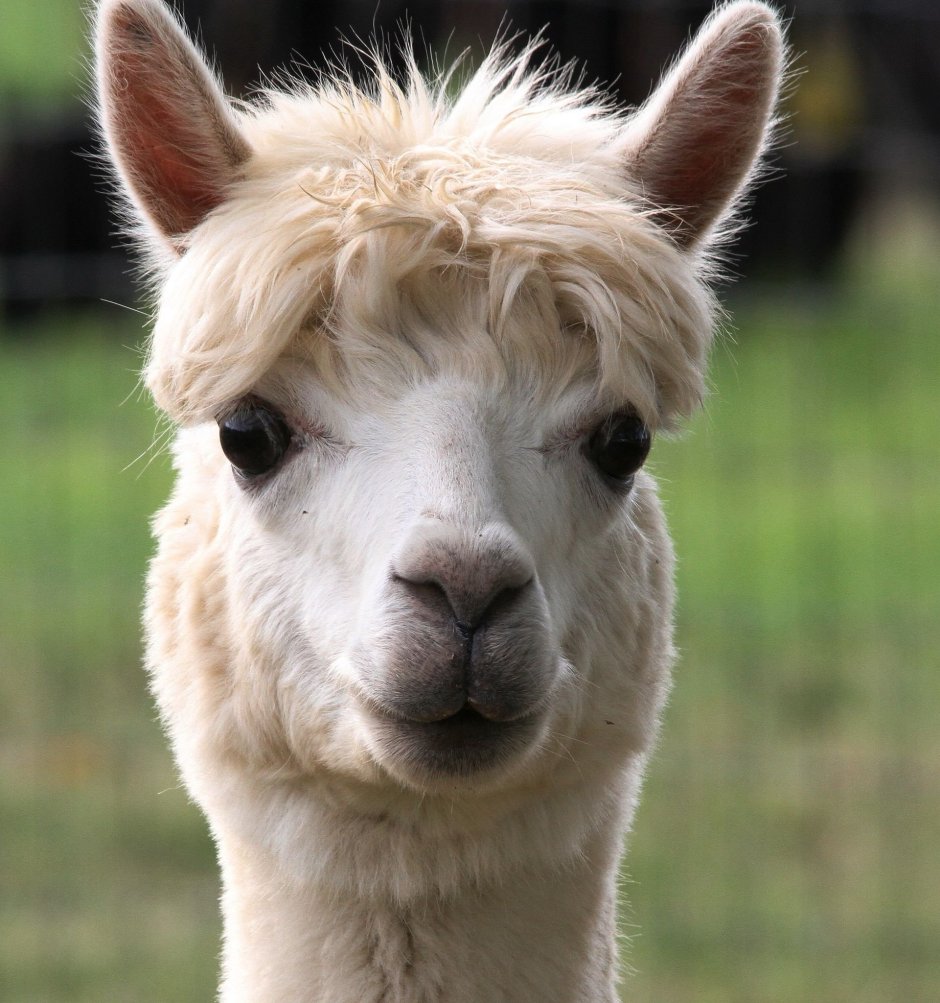 Happy Farm альпаки