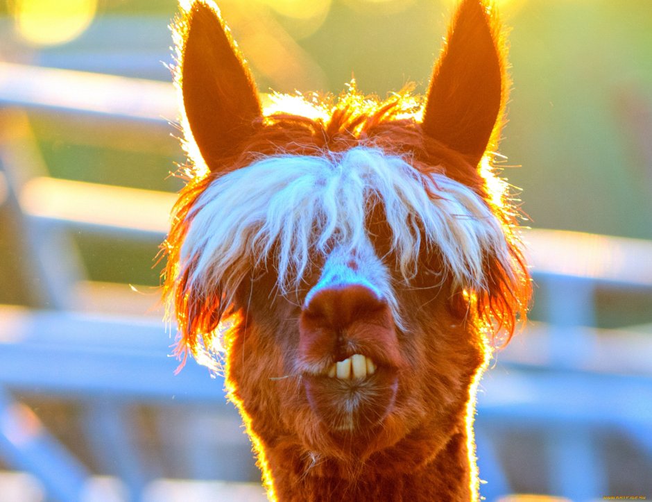 Альпака с челкой