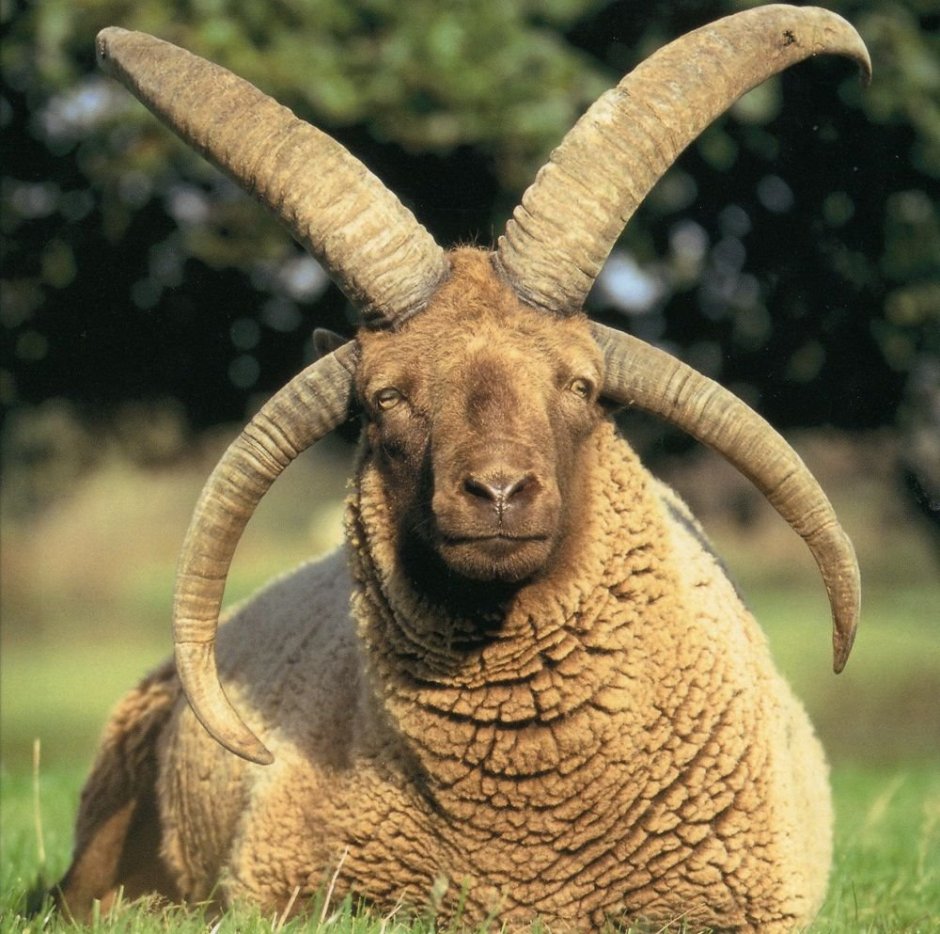 Мэнский лохтан