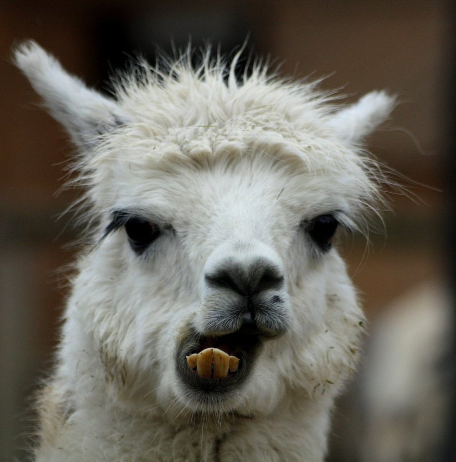 Лама и альпака