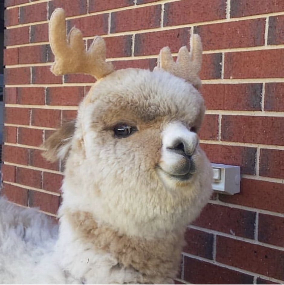 Мими альпака