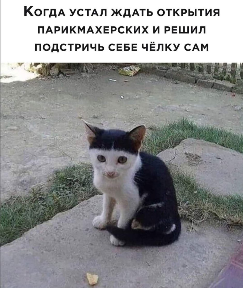 Кот с челкой