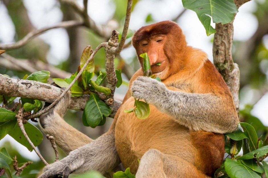 Носач (proboscis Monkey)