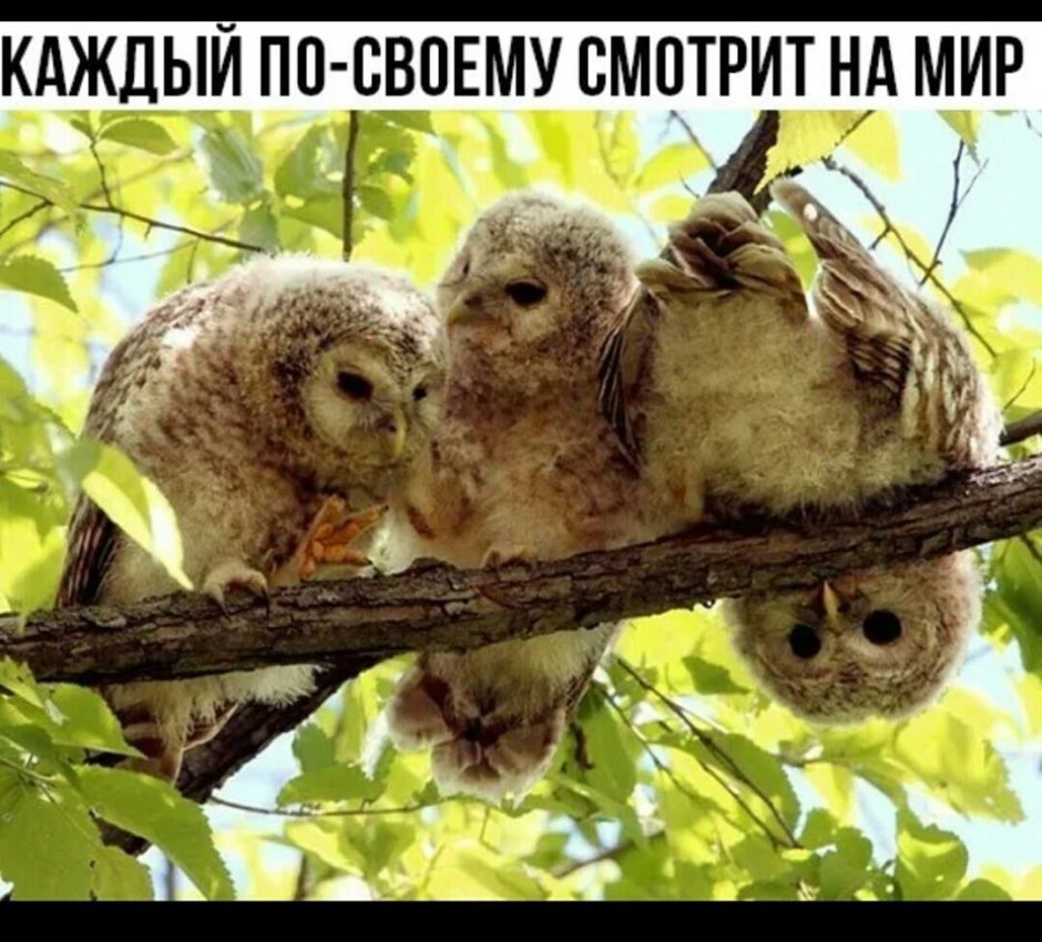 Стая сов