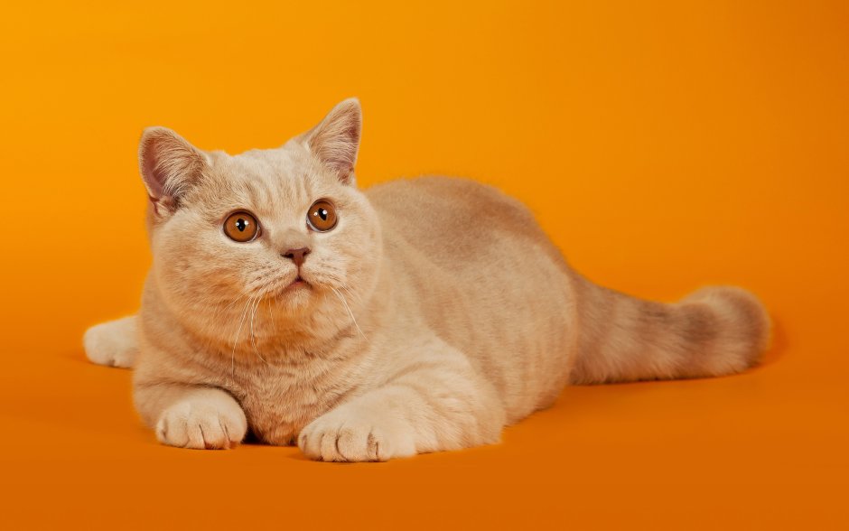 Скоттиш страйт рыжий
