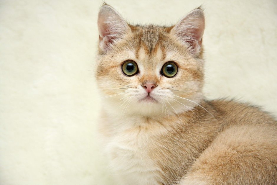 Бежевая кошка