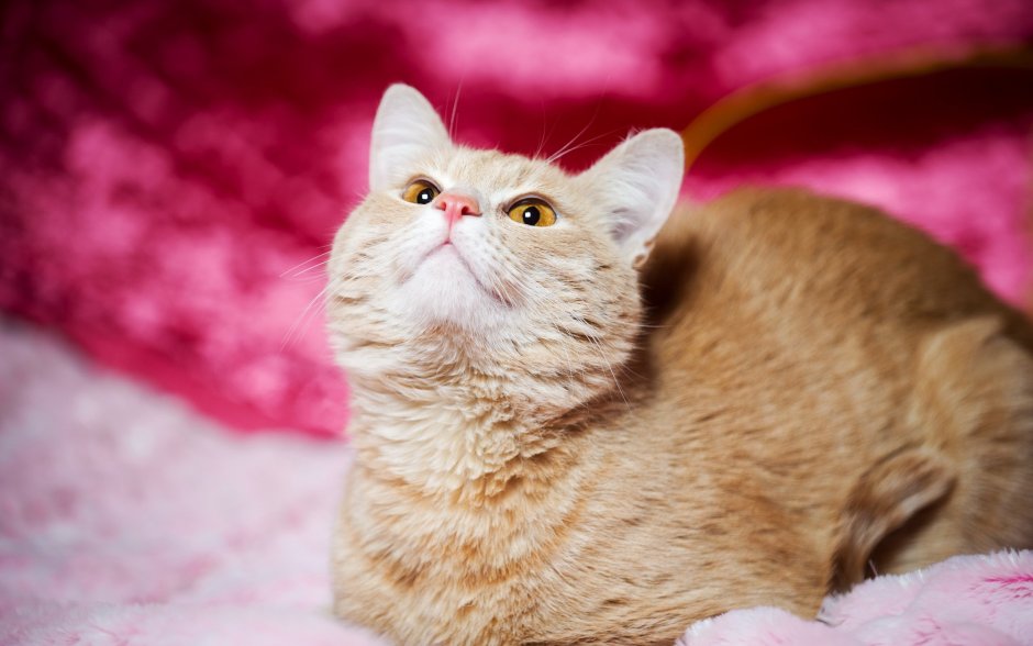 Розовая кошка