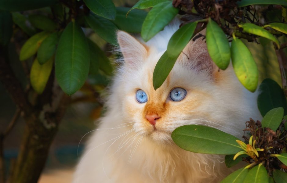 Кошка персик