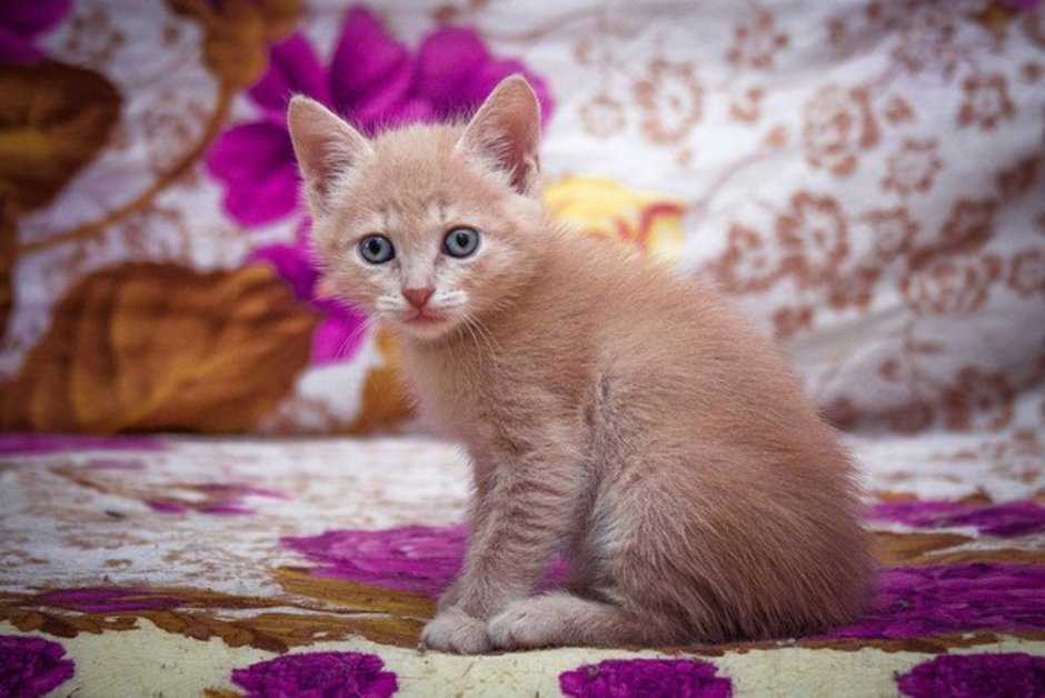Персиковый котенок