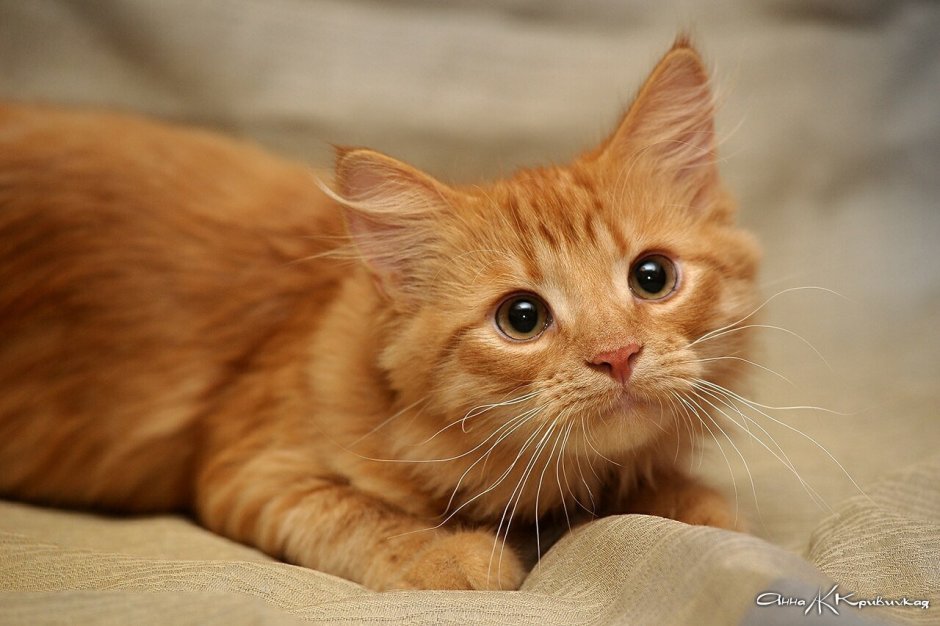 Беспородный рыжий кот