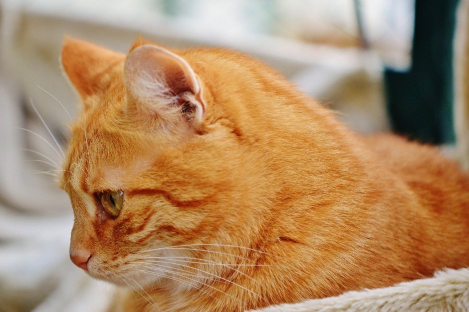 Европейский короткошерстный кот рыжий