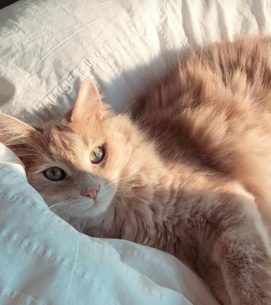 Эстетика кошек