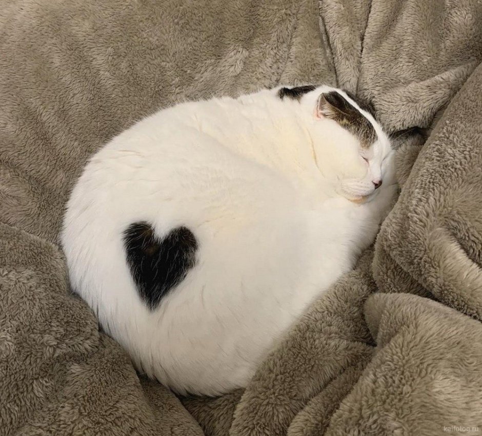 Котики с сердечками