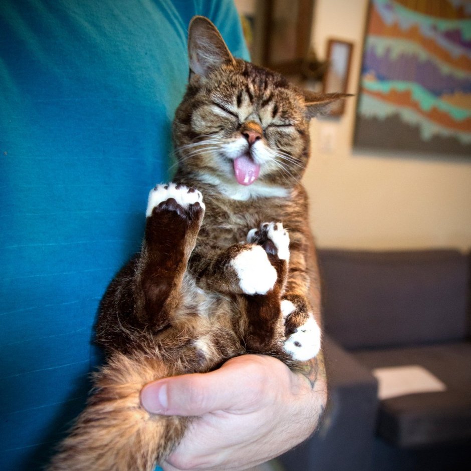Самые смешные коты в мире