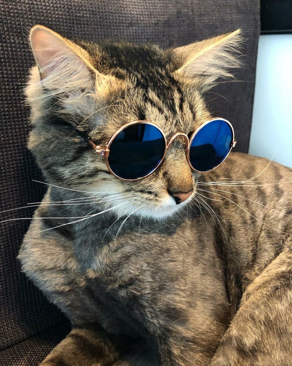 Популярный кот