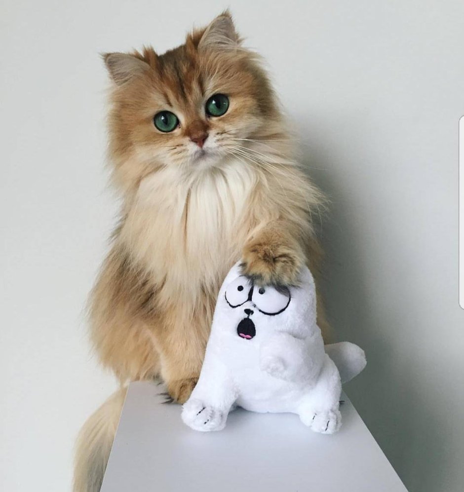 Британская длинношерстная кошка смузи