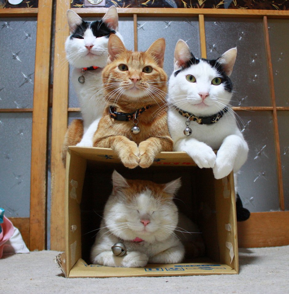 Четыре кота