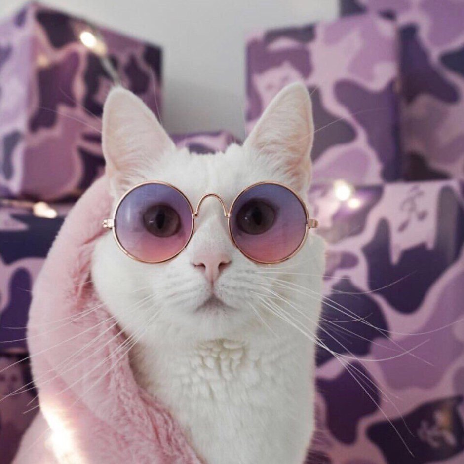 Кот в очках