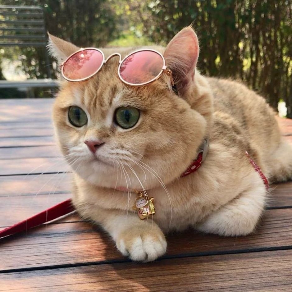 Кошечка в очках