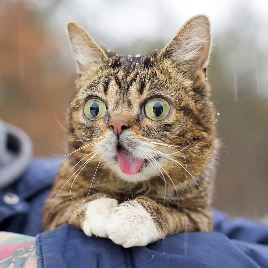 Lil Bub кошка