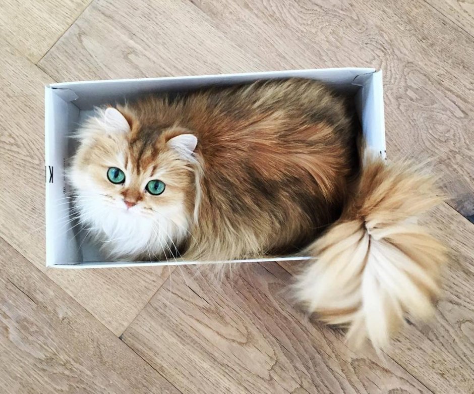 Самая длинношерстная кошка в мире
