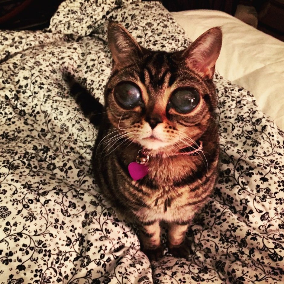 Матильда кошка
