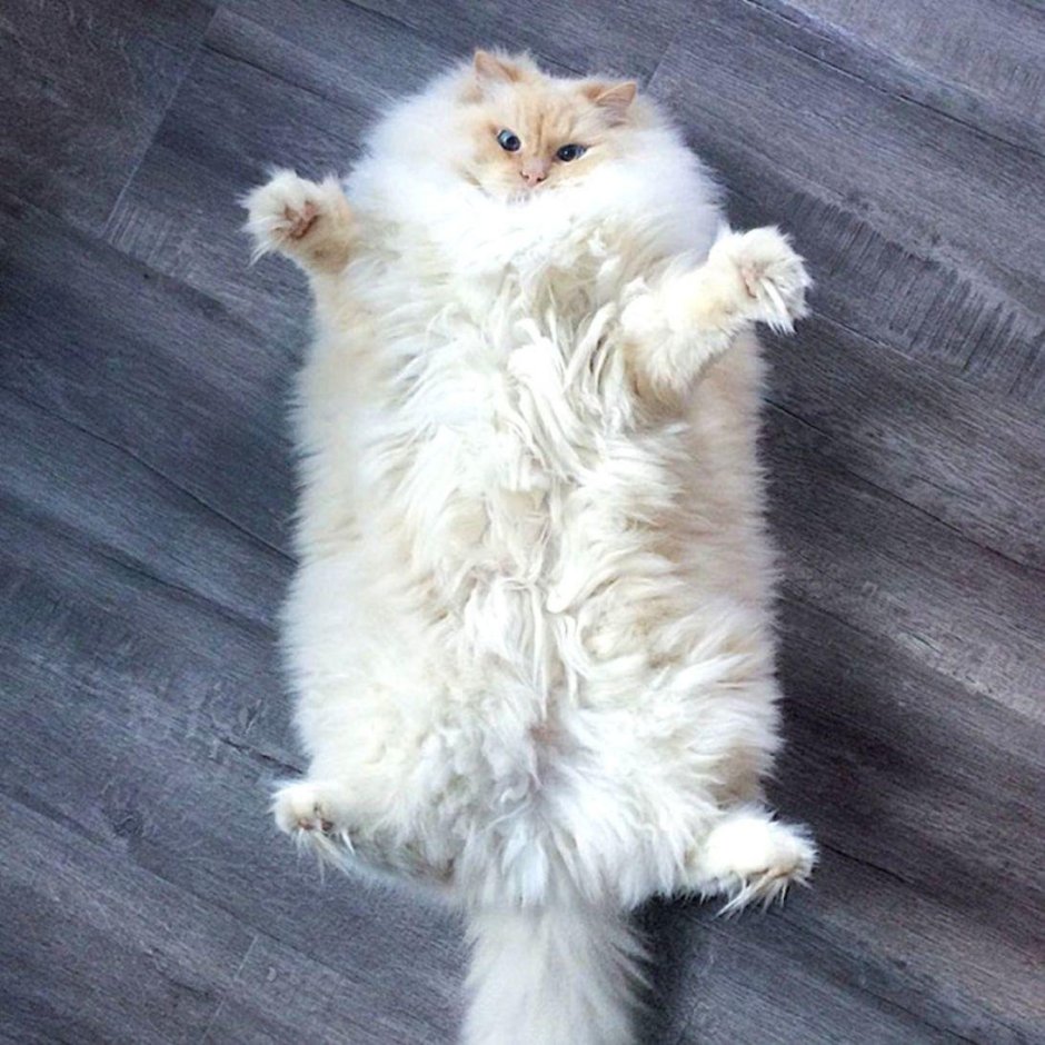 Пушистая кошка