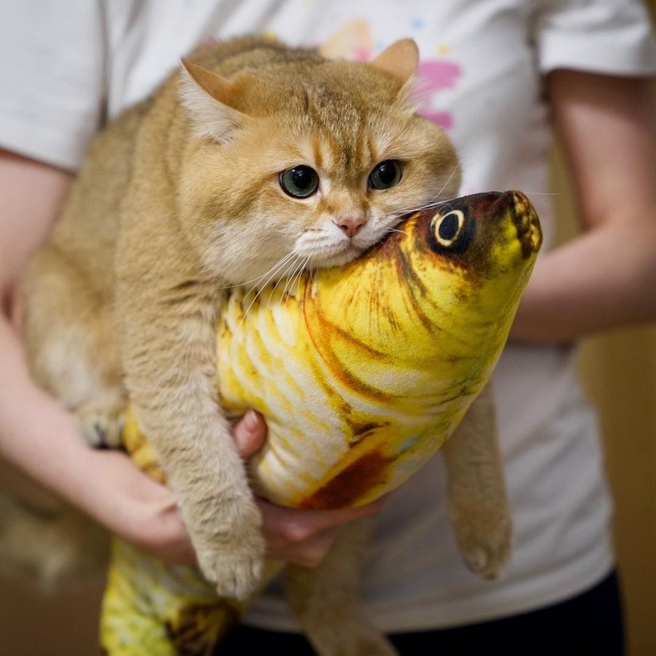 Прикольные про котов