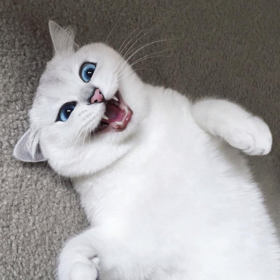 Самые смешные котики в мире