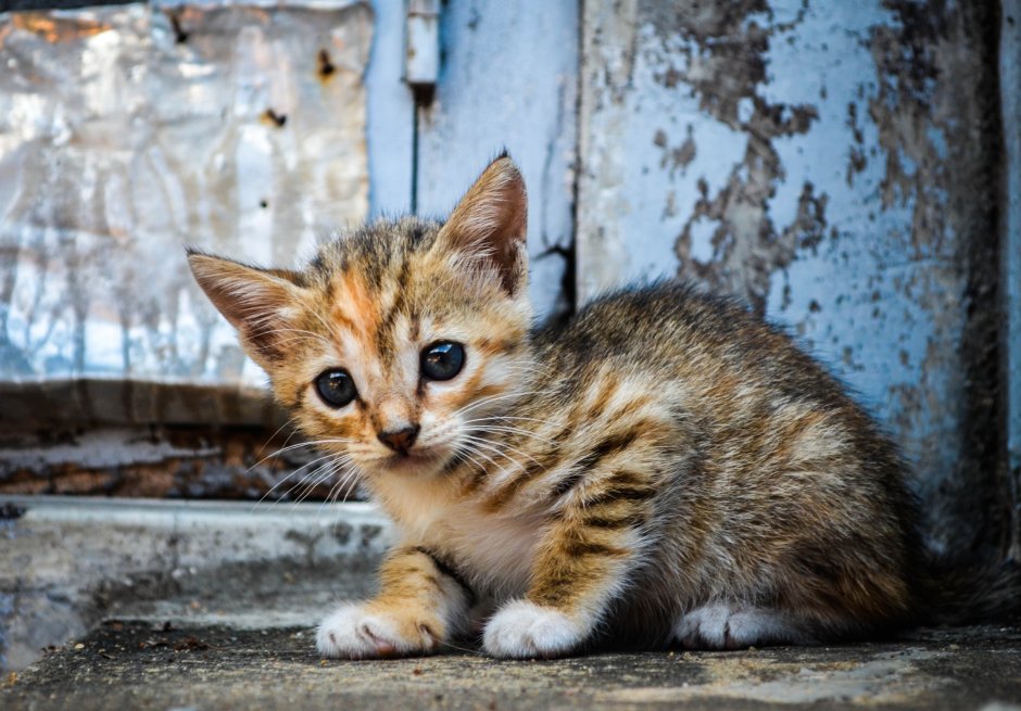 Пятнистые котята