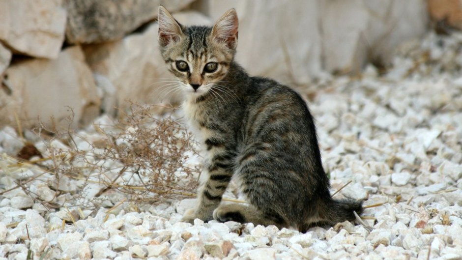 Калифорнийская крапчатая кошка