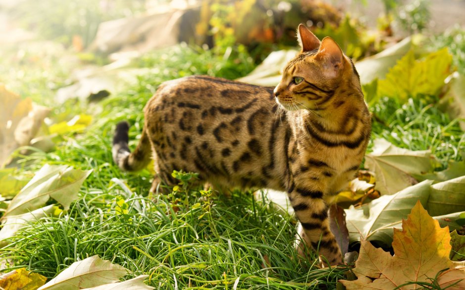 Кошка пятнистая Бенгальская