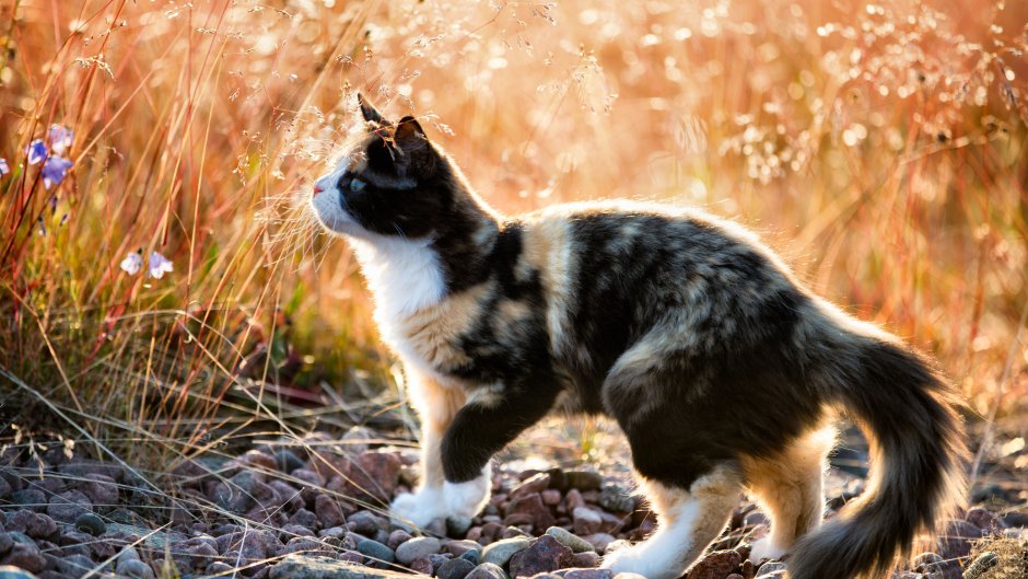 Кошка на природе