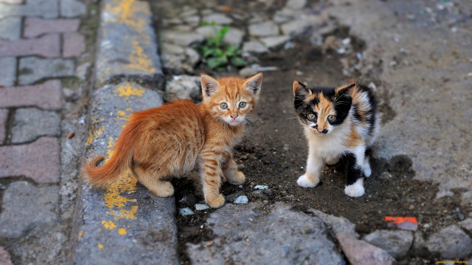 Бродячие кошки