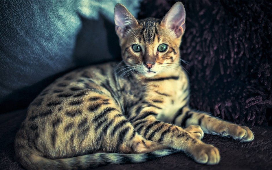 Бенгальский кот