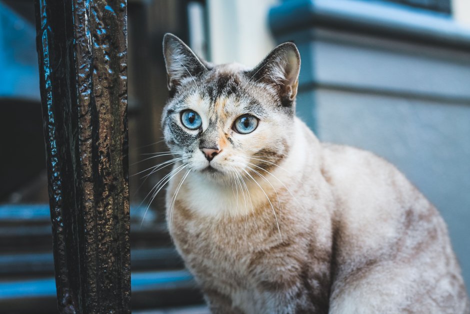 Охос азулес кошка окрас