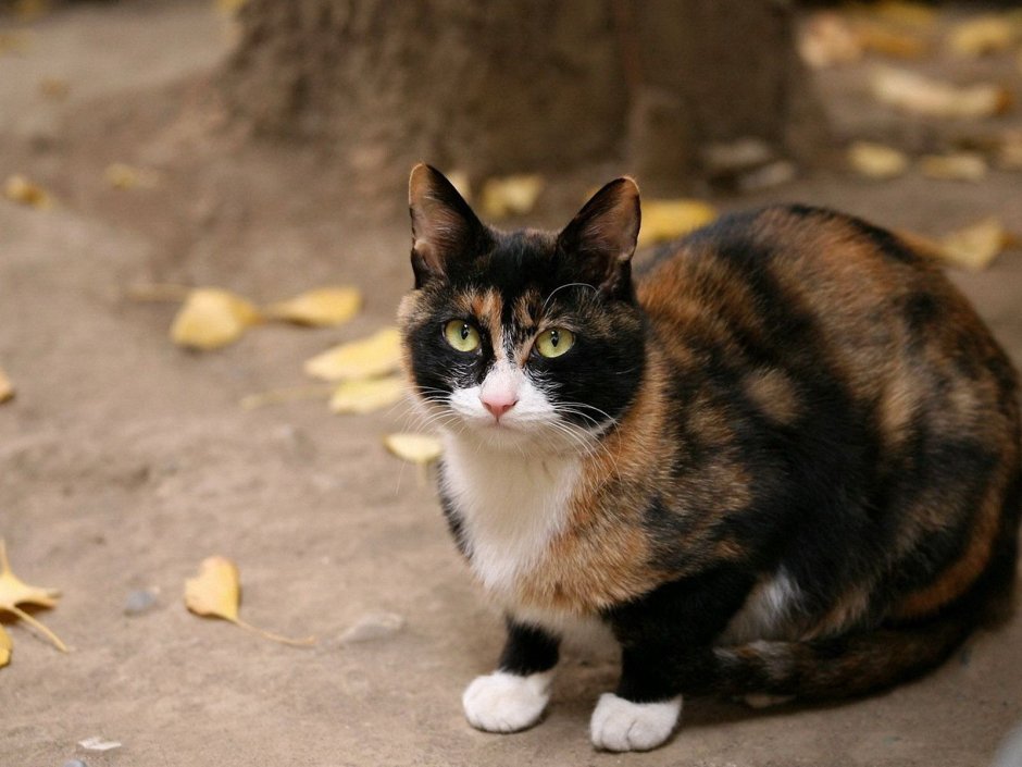 Эгейская кошка трехцветная