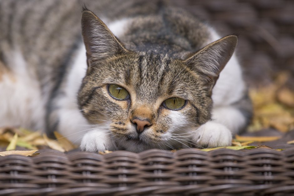 Морда кота
