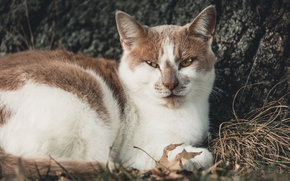 Бело коричневая кошка