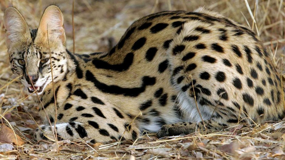 Крапчатый кот