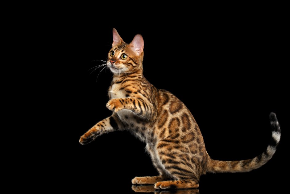 Бенгальская кошка Браун