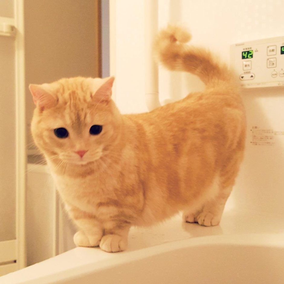 Манчкин кот